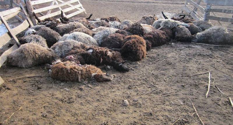 В Хорезме неизвестный хищник задрал 20 овец | Вести.UZ