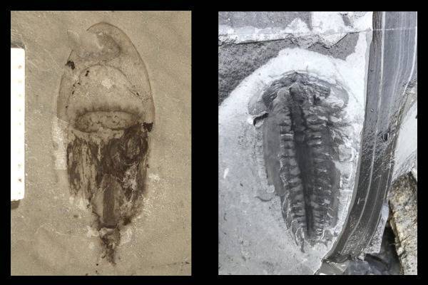 В Китае нашли тысячи окаменелостей животных, неизвестных науке
