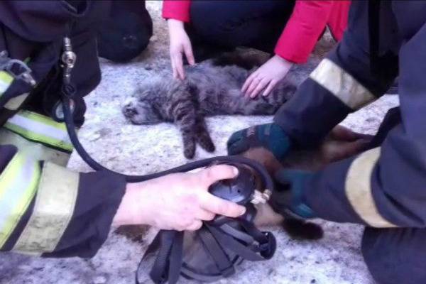 В Магадане пожарные вернули к жизни угоревших на пожаре котов