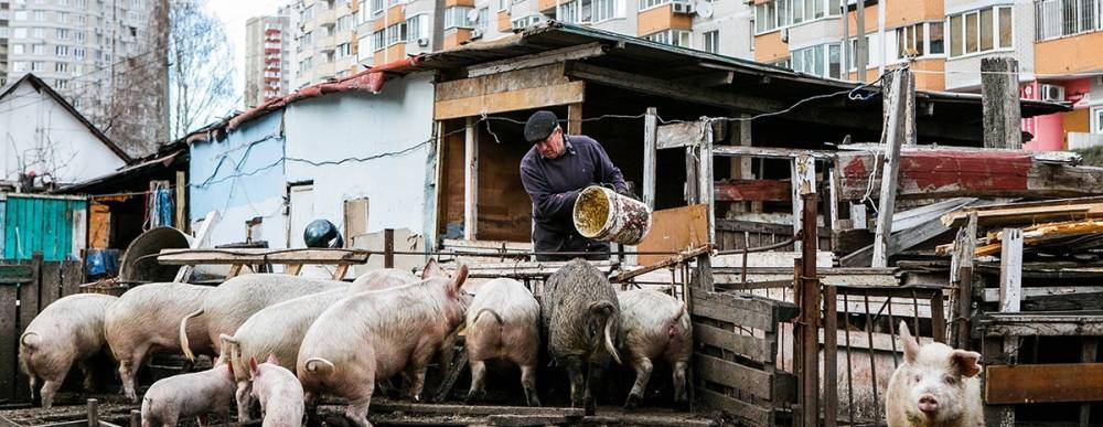 Свинопасы пошли в украинские министры