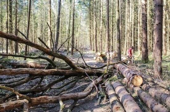 Ответственность за сокрытие сведений о санитарном состоянии лесов усилят