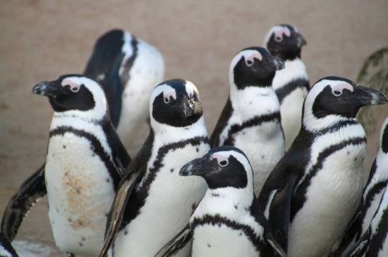 В Московском зоопарке пройдёт «пингвиний парад»