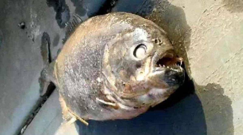 В озере Йоркшира рыбаки нашли смертоносных плотоядных пираний
