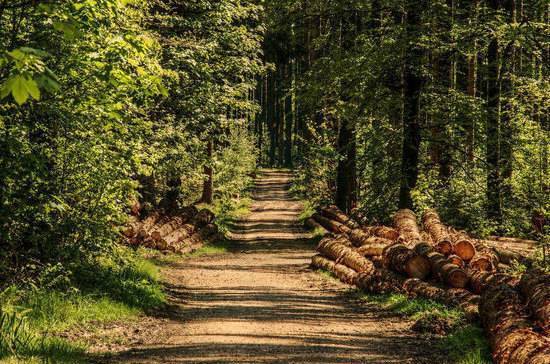Бороться с незаконной рубкой леса помогут штрафы
