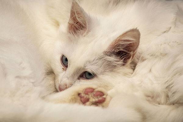 В этом году в РФ может появиться первая в мире вакцина от аллергии на кошек