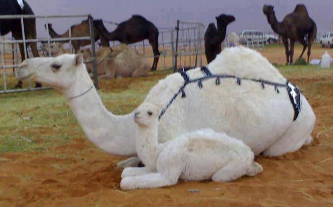 В Узбекистане родились редкие белые верблюжата | Вести.UZ