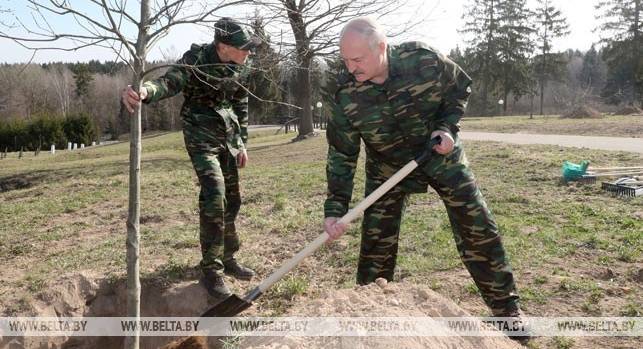 Лукашенко с младшим сыном садили деревья на "Линии Сталина"