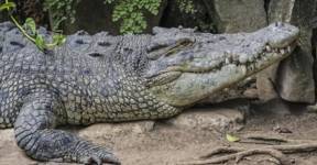 Крокодила-убийцу нашли с мертвым водолазом в пасти