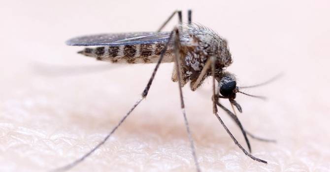 В шести районах Брестской области есть высокая степень риска распространения малярии