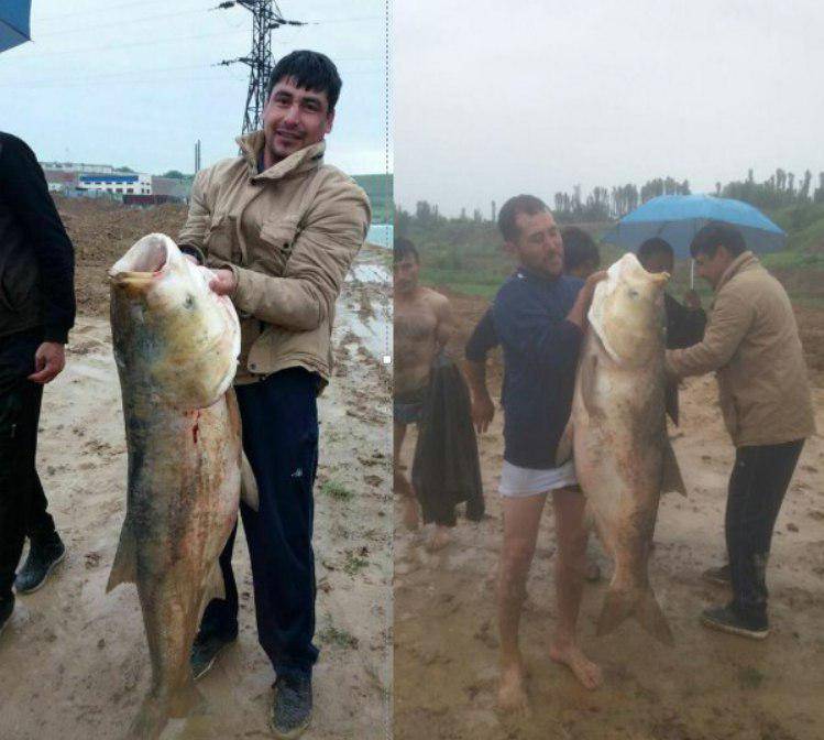 На Туябугузском водохранилище поймали рыбу ростом со школьника | Вести.UZ