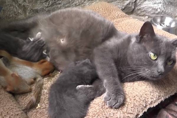 В Крыму домашняя кошка взялась выкармливать осиротевших бельчат