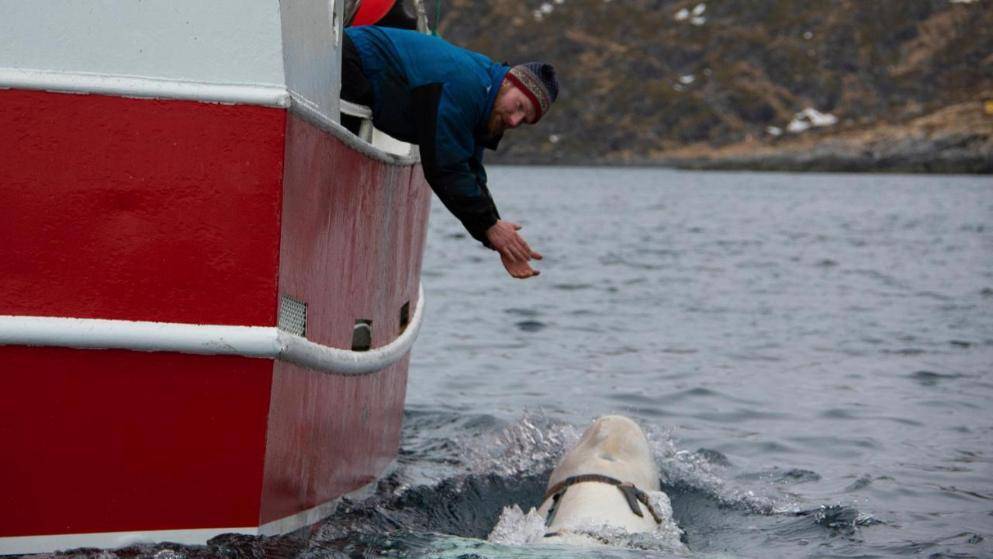 Является ли этот кит белуха действительно российским шпионом?