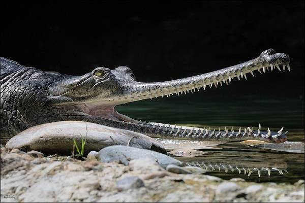 Вымирающие крокодилы гавиалы