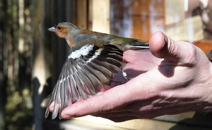 Helsingin Sanomat (Финляндия): российские орнитологи на Куршской косе кольцуют птиц во время перелета