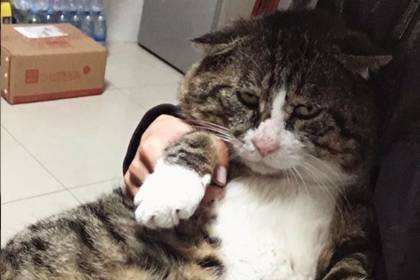 Эмоциональный кот из Китая стал звездой сети