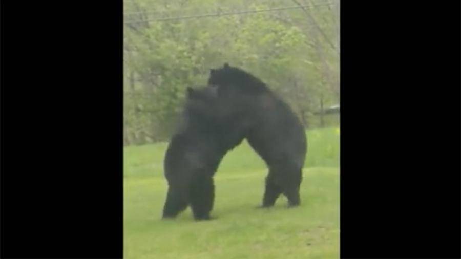 Опубликованы кадры схватки медведей во дворе жилого дома