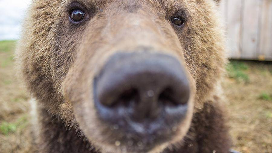 Медведь на Камчатке похитил у водителей еду из машины