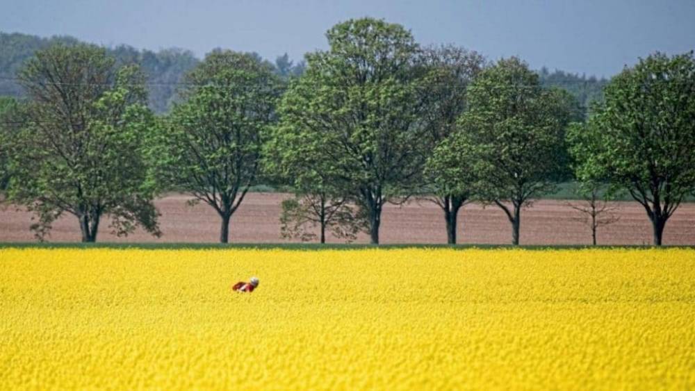 Почему в Германии так много рапсовых полей?