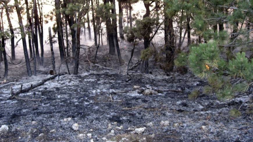 Военные потушили лесные пожары в Курганской области