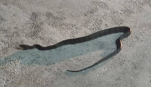 Змея делает стойку на капоте прямо на ходу (видео)
