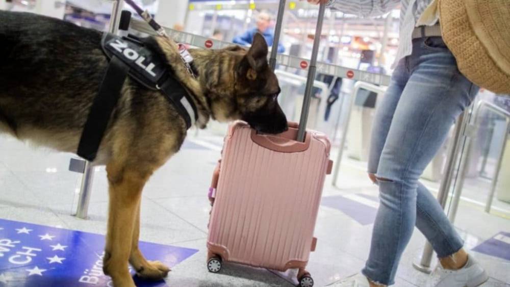 Собака-ищейка обнаружила в аэропорту Дюссельдорфа €1,2 млн