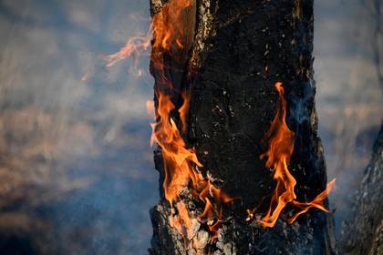 Россию охватили лесные пожары