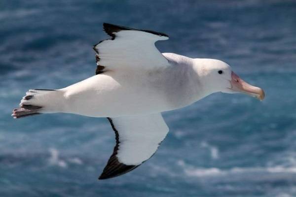 Альбатросы и беспилотники: человеку есть что позаимствовать у природы