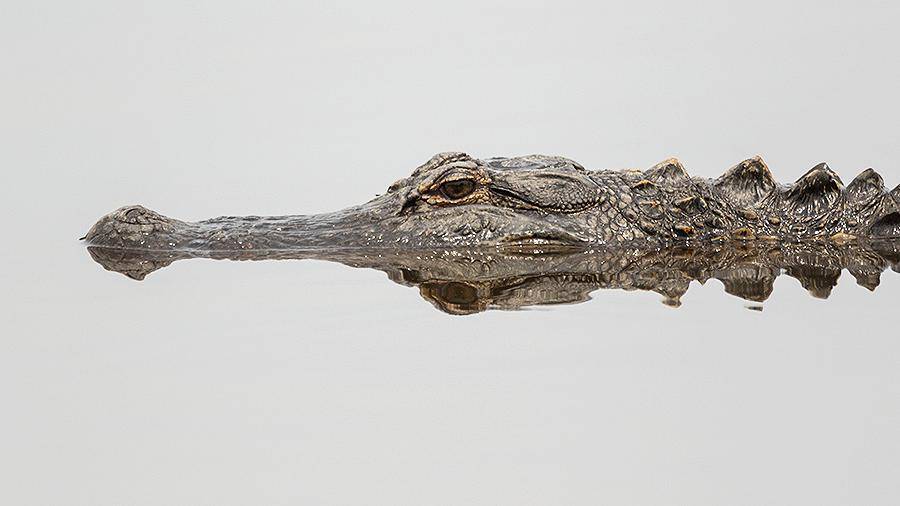 В Малайзии поймали четырехметрового крокодила-людоеда