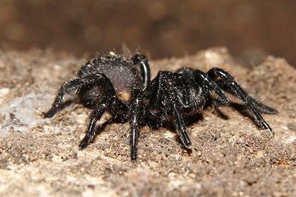 Самый ядовитый паук на планете укусил гулявшего по лесу мужчину