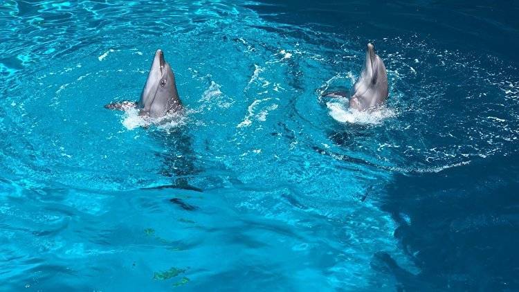 В Алуште возобновляет работу дельфинарий после ЧП с бассейном