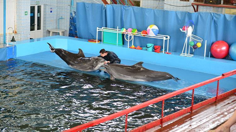 Активны по всем статьям: как живут дельфины в Карадагском заповеднике