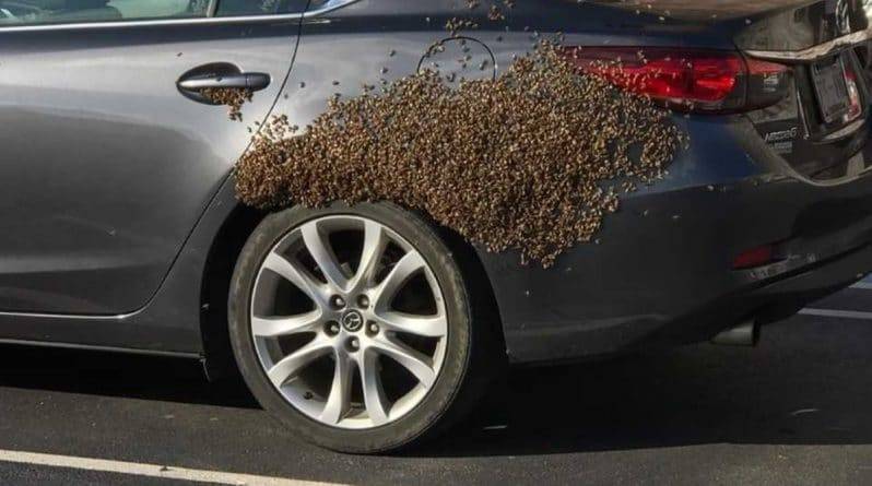«Я хотела взорвать собственную машину»: жительница Теннесси была шокирована, когда нашла на своем автомобиле 30 тысяч пчел