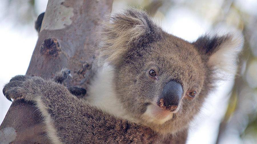 В Австралии заявили о вымирании коал