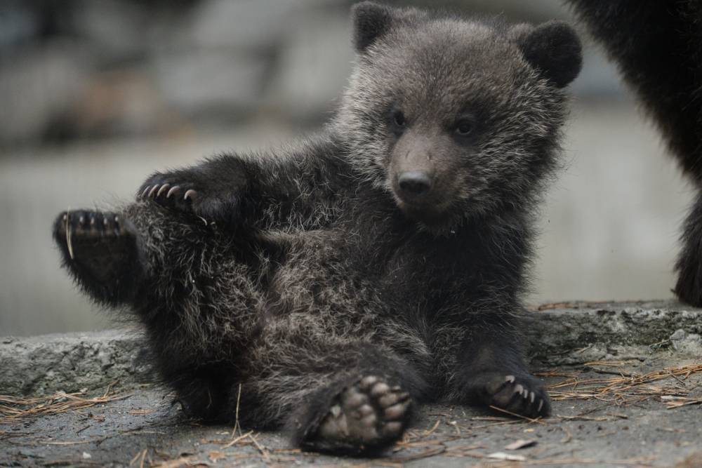 Медвежонок забрел в Ханты-Мансийск и потерялся