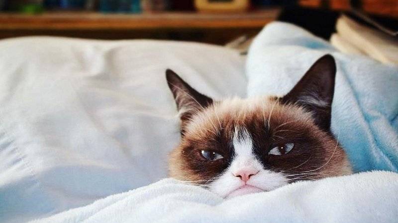 Умерла самая сердитая в мире кошка Grumpy cat