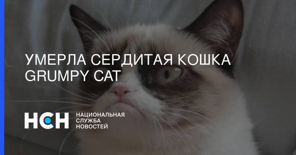 Умерла сердитая кошка Grumpy Cat