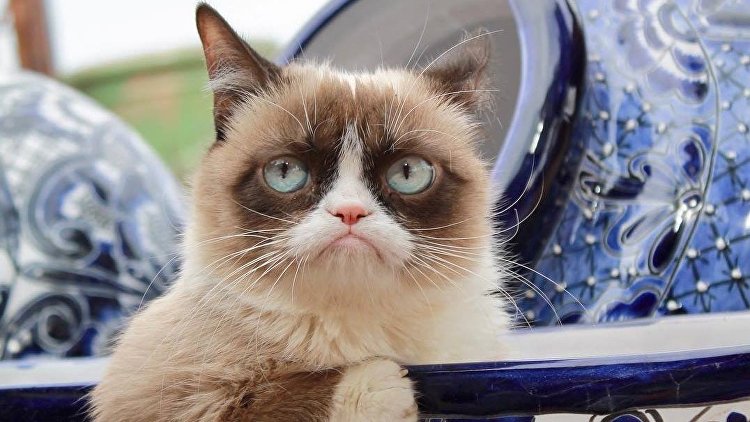 "Теперь на радуге": умерла "звезда" интернета Grumpy Cat