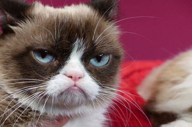 Умерла Grumpy Cat - кошка, ставшая интернет-мемом