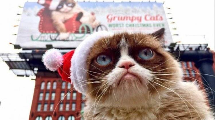Скончалась знаменитая кошка Grumpy Cat в возрасте 7 лет