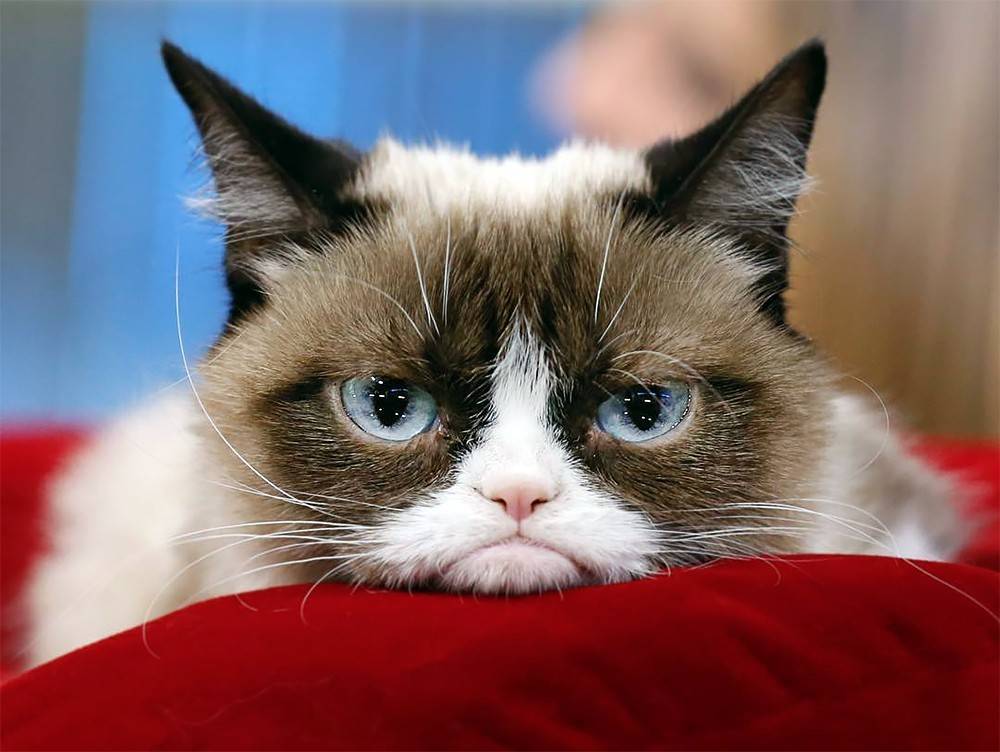 Памяти Grumpy Cat: сердитая кошка может быть милой