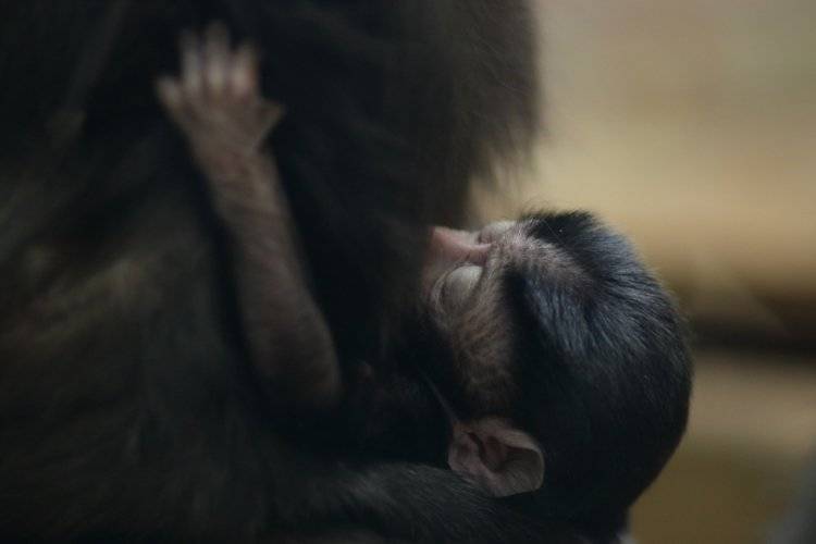 Детеныш черных макак появился в Ленинградском зоопарке