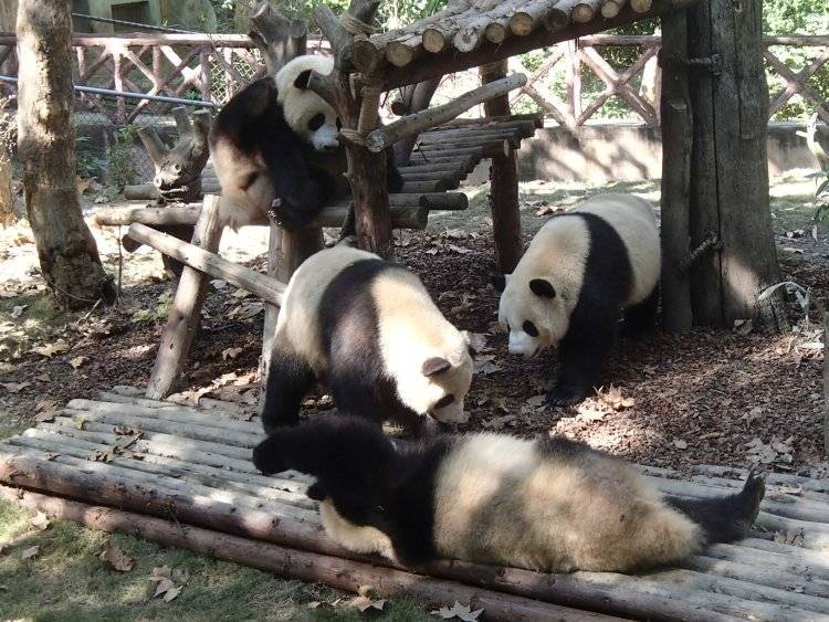 Системы распознавания панд создали в Китае