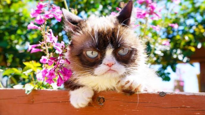 Умерла самая cердитая кошка в Интернете Grumpy Cat