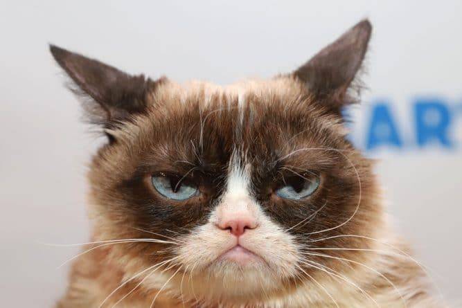 Самая известная кошка в мире Grumpy Cat умерла из-за осложнений от инфекции