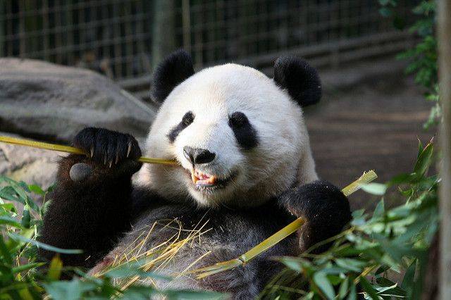 В Китае ученые создали систему распознавания панд