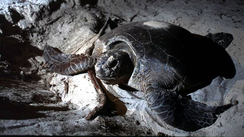 На Мадагаскаре четыре человека скончались от отравления мясом черепахи