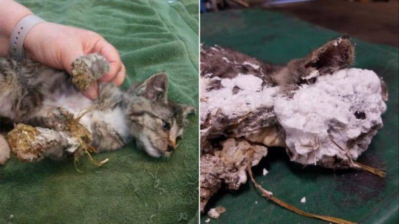 В мусорном баке нашли живого котенка, которого «замуровали» в аэрозольную пену и выкинули