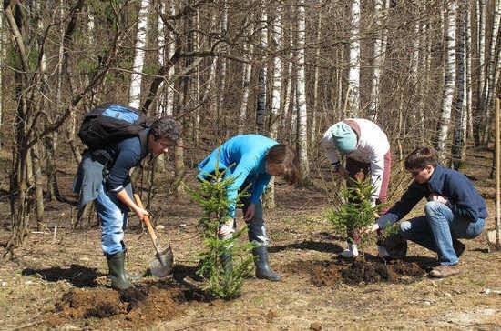 День посадки леса пройдёт в России в девятый раз