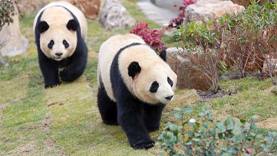 В Китае создано приложение для распознавания морд панд