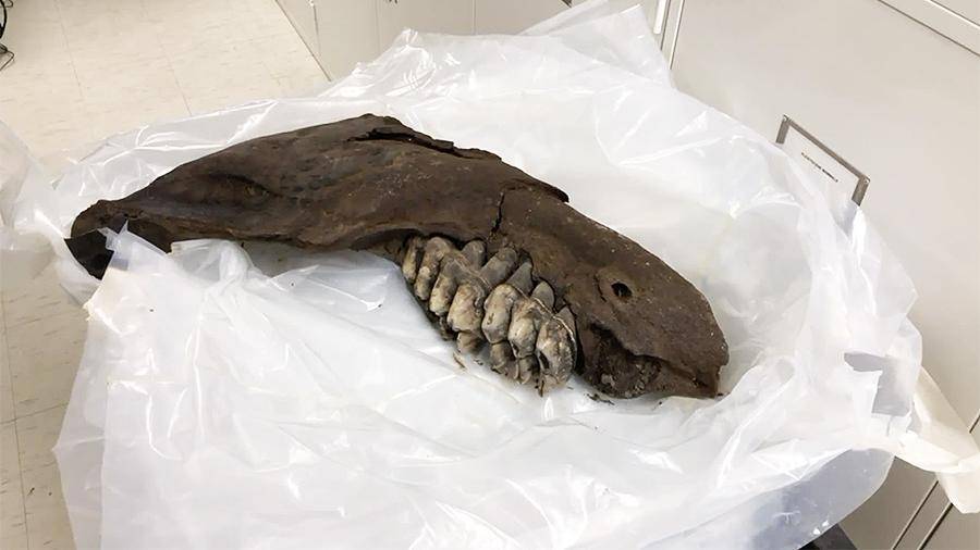 В Айове подросток нашел челюсть мастодонта возрастом 34 тыс. лет